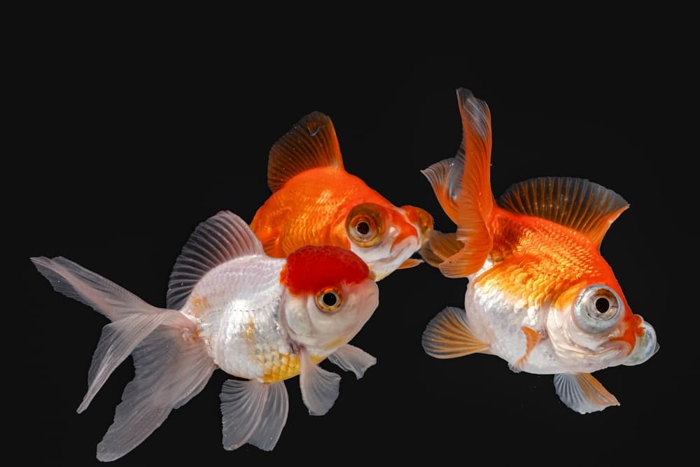 Butterfly Telescope Goldfish