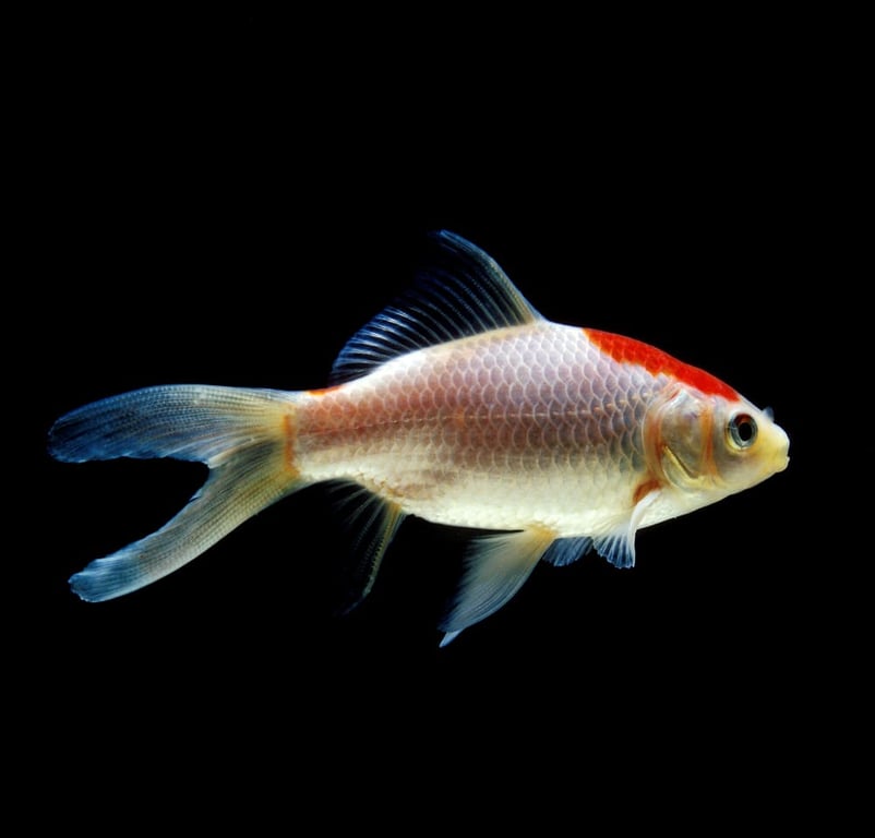 Comet Goldfish