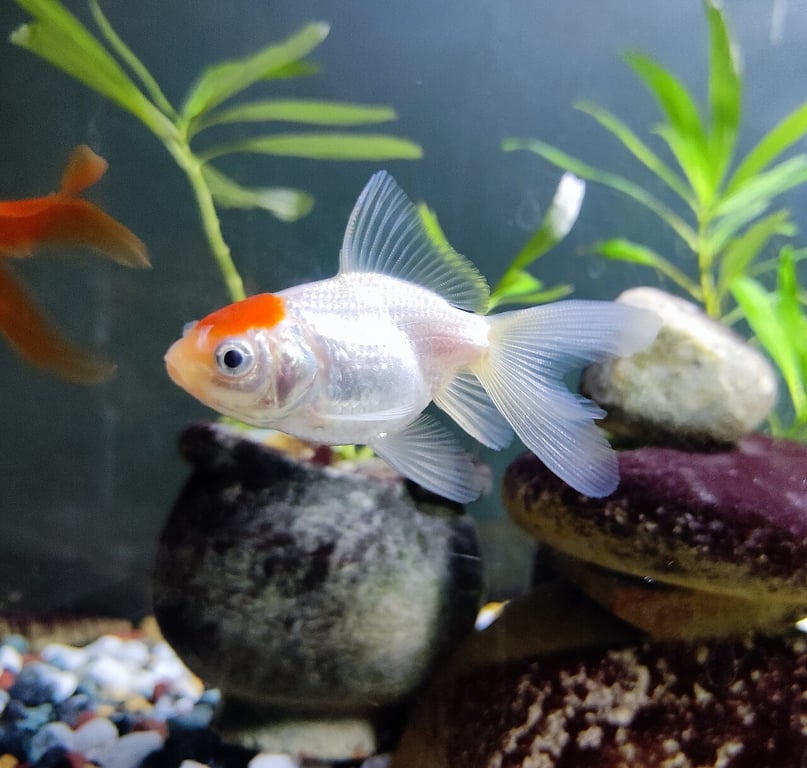Fantail Goldfish