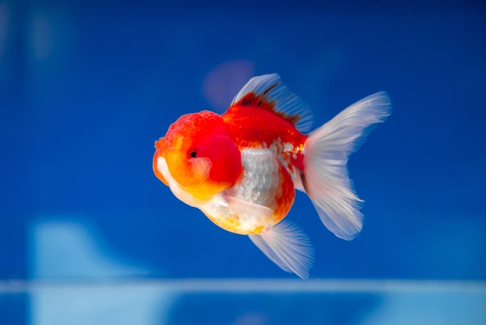 Oranda Goldfish