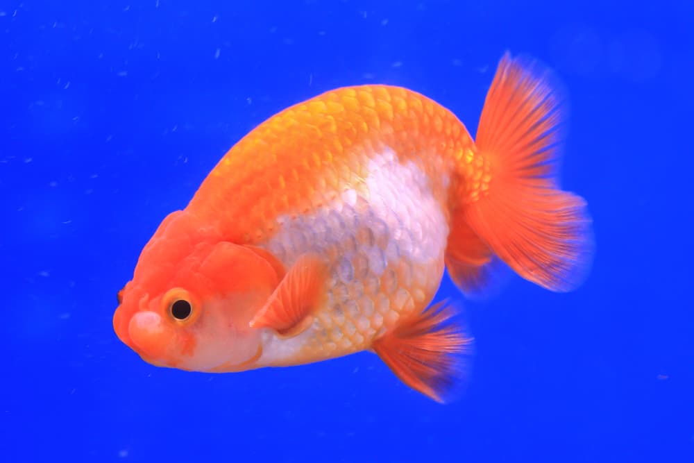 Ranchu Goldfish
