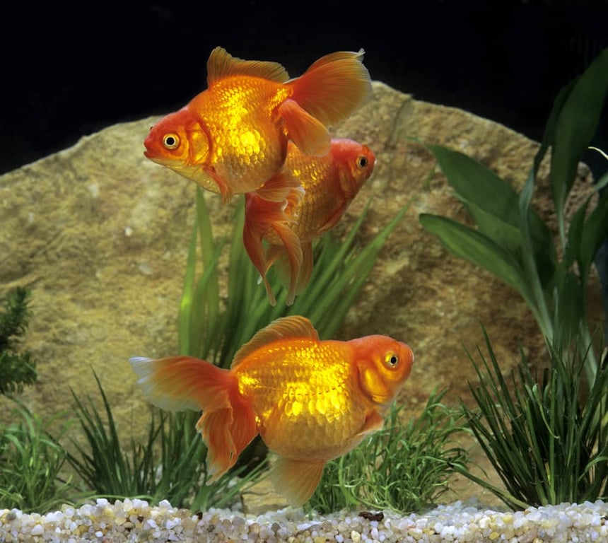 Ryukin Goldfish