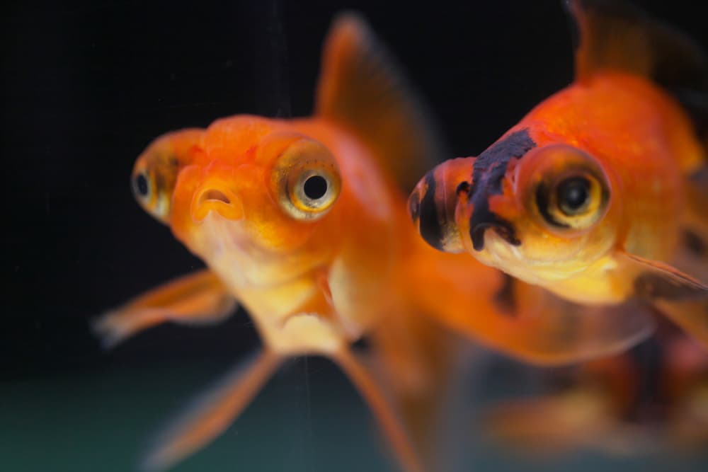 Telescope Eye Goldfish