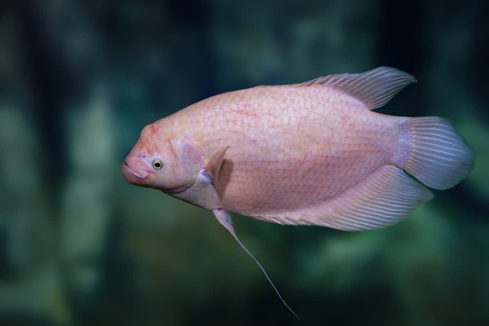 Giant Gourami