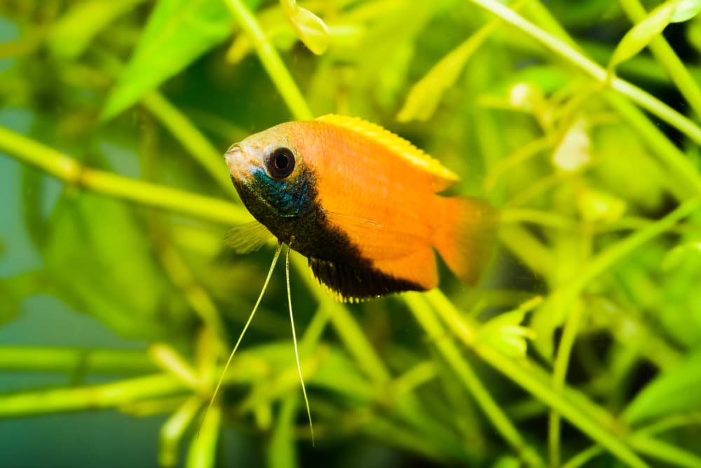 Honey Gourami