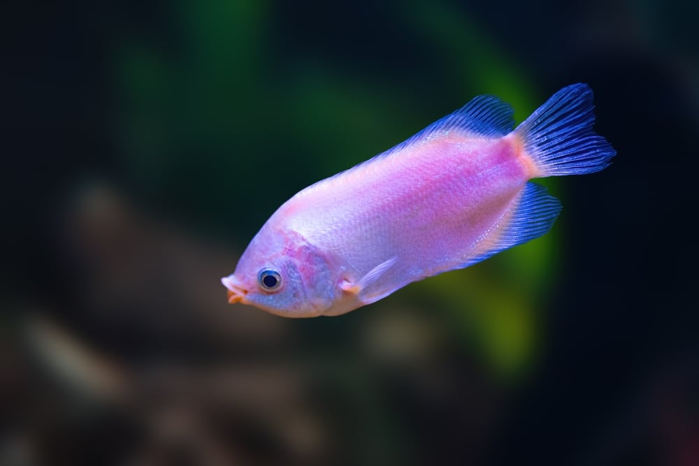 Kissing Gourami