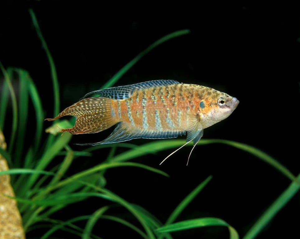 Paradise Fish