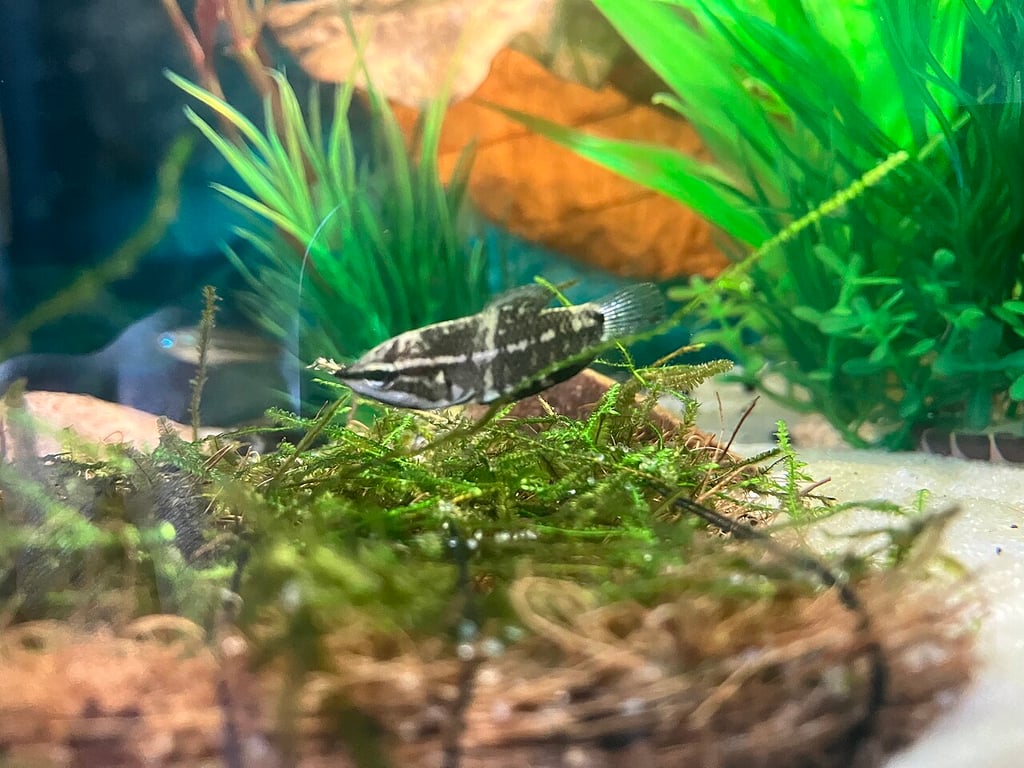 Samurai Gourami