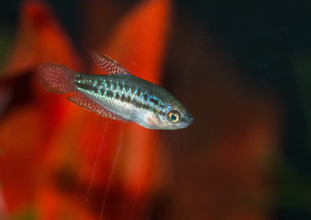 Sparkling Gourami