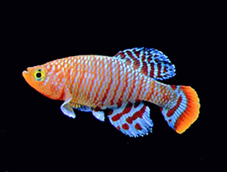 Bluefin Notho