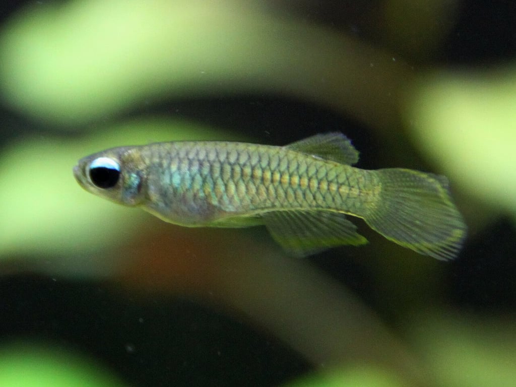 Norman's Lampeye