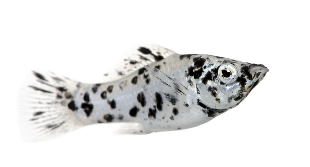 Dalmatian Molly