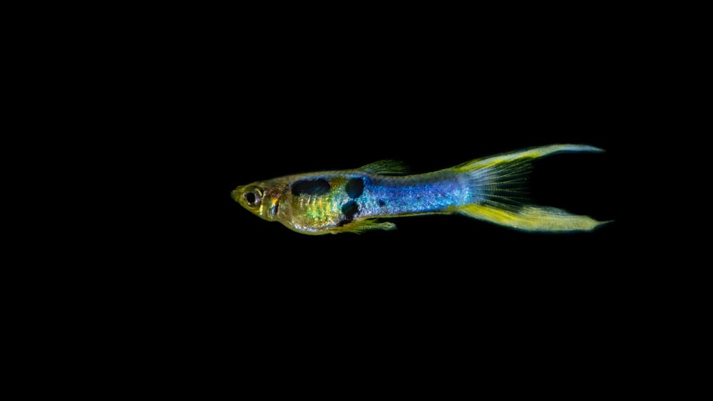 Endler's Livebearer