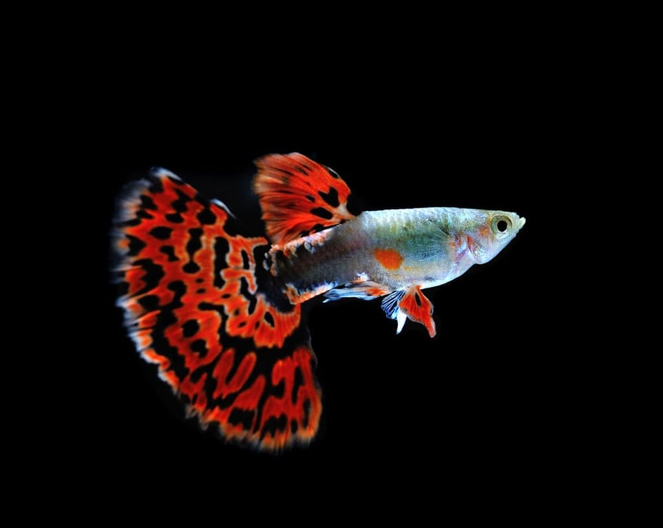 Guppy
