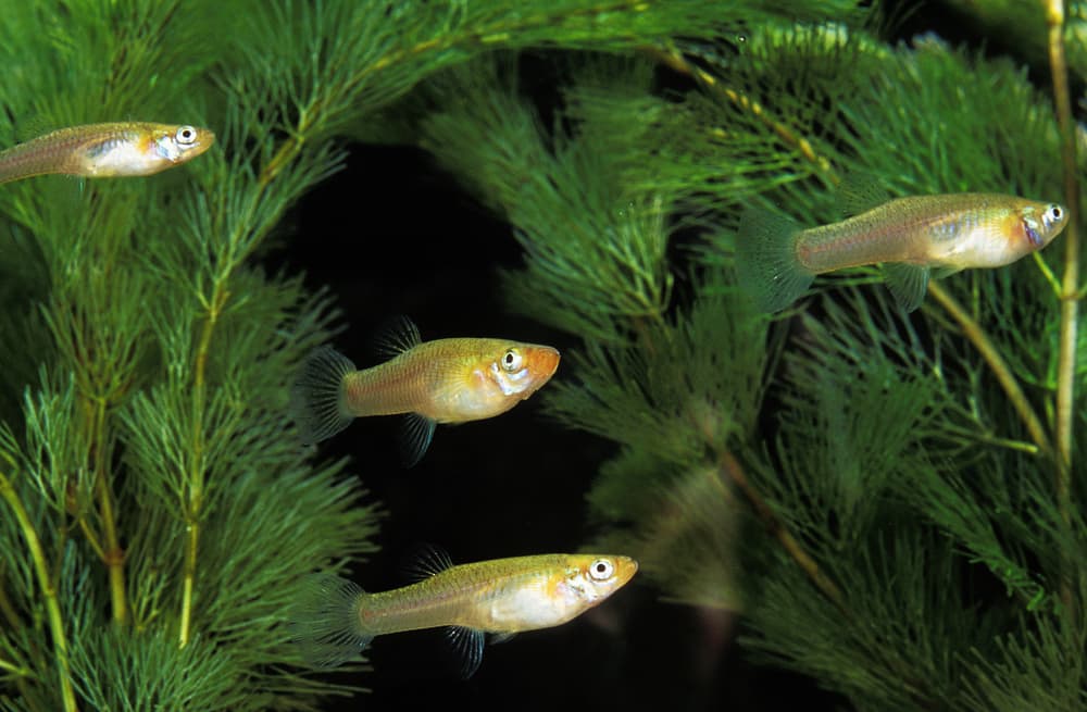 Mosquito Fish