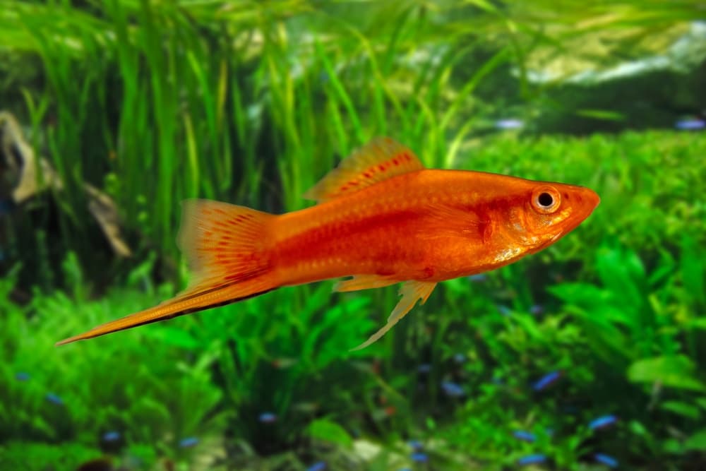 Swordtail