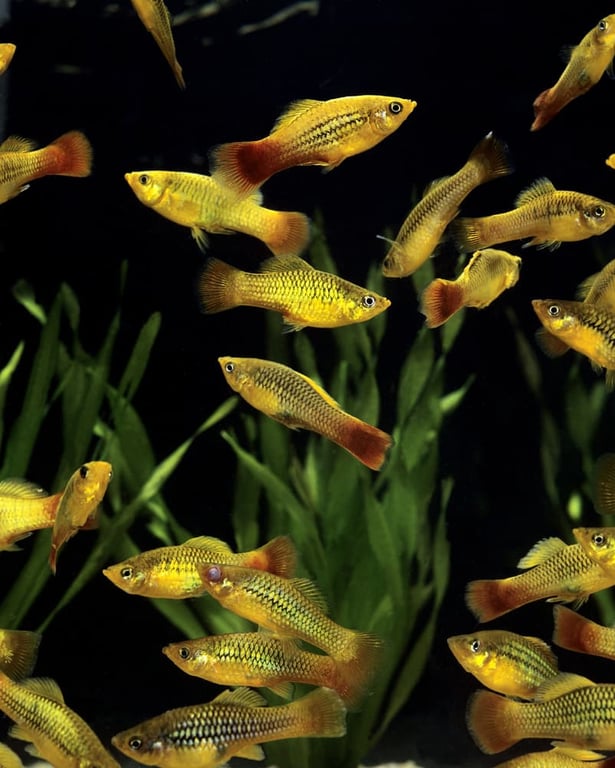 Variatus Platy