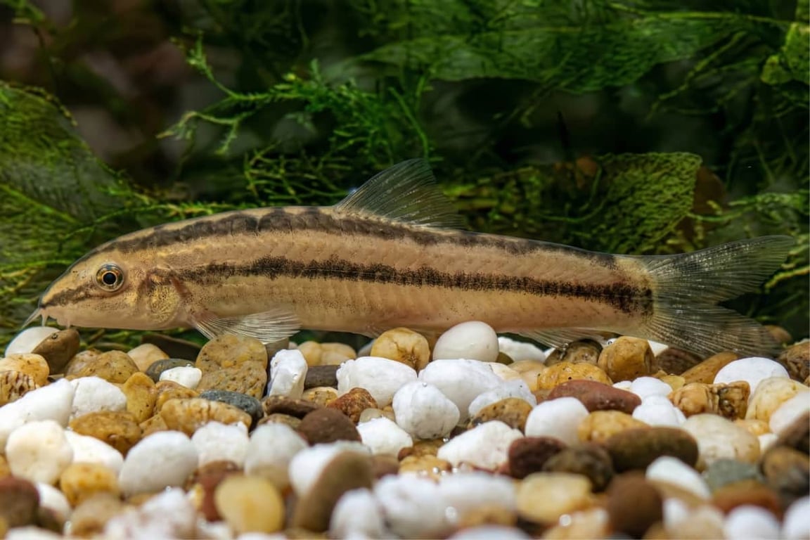 Burmese Border Loach