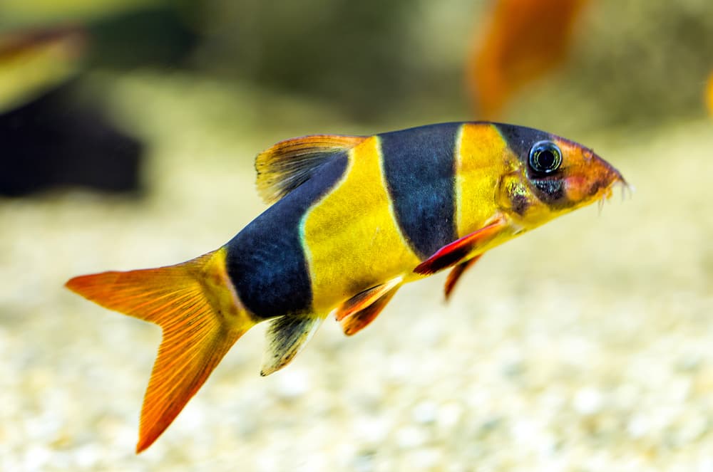 Clown Loach
