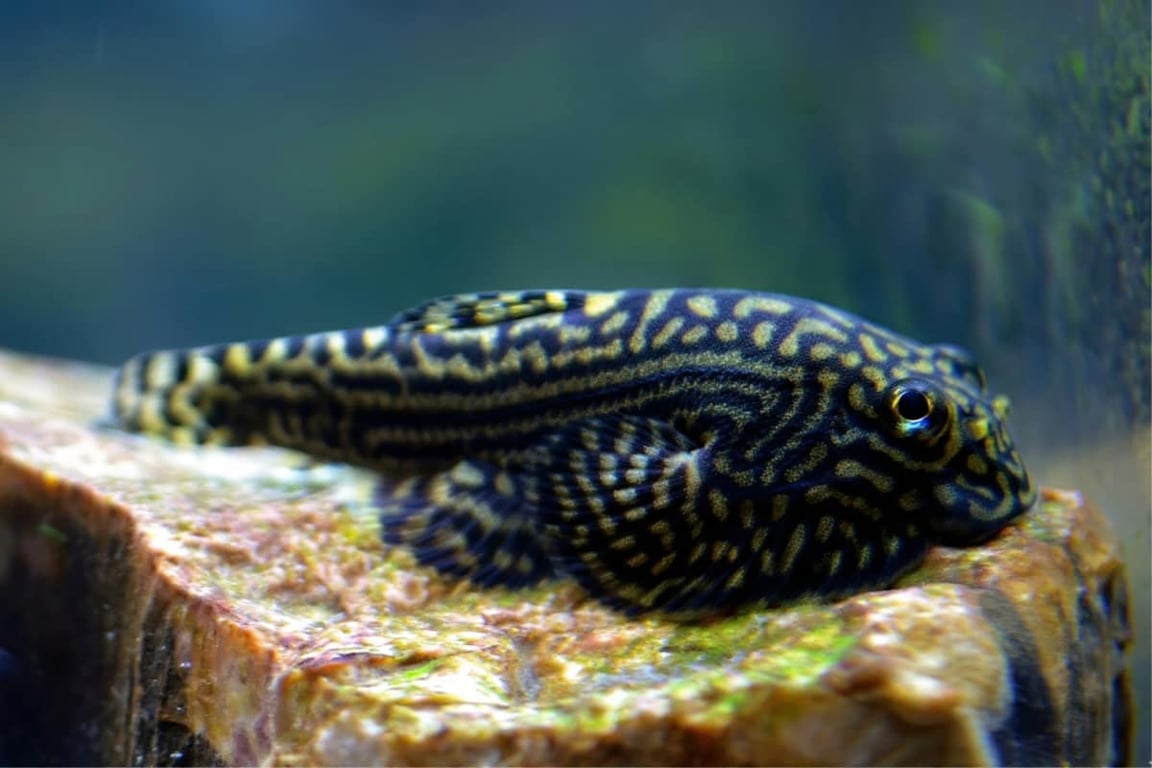 Hillstream Loach