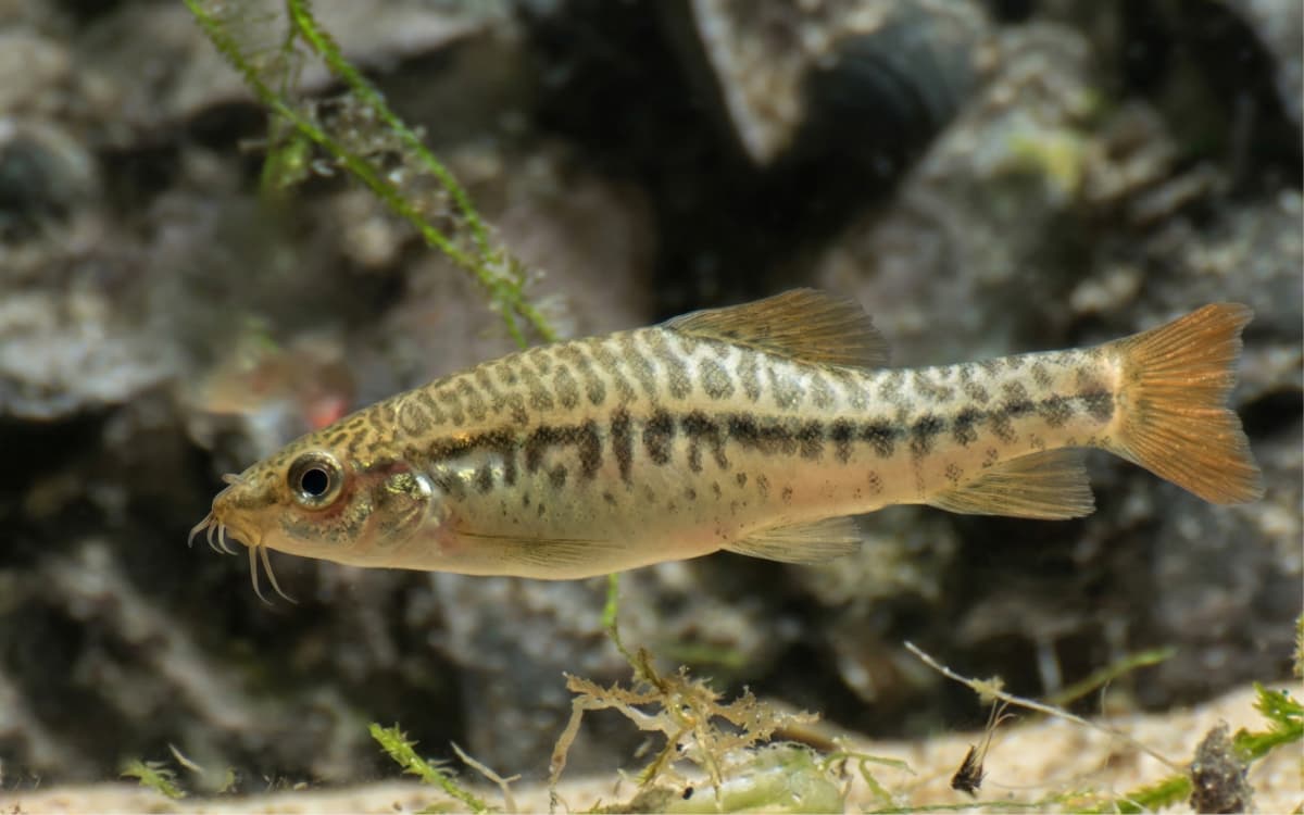 Rosy Loach