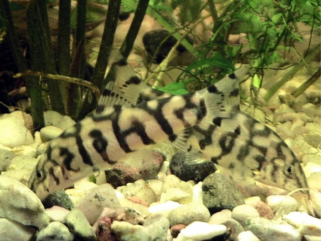 Yoyo Loach