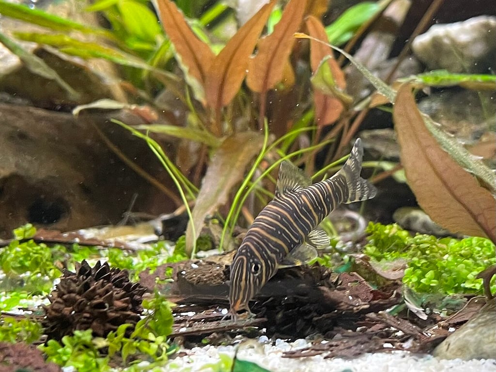Zebra Loach