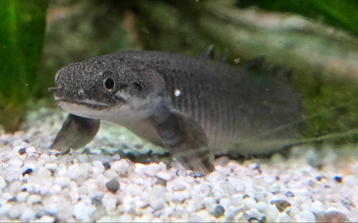 Bichir