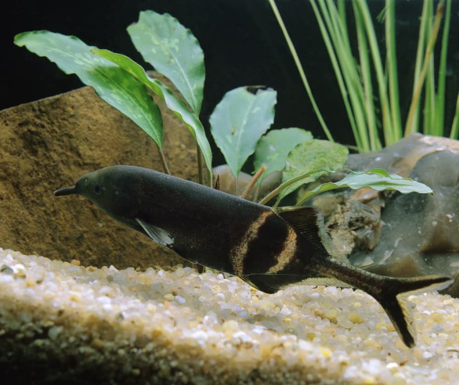 Elephant Nose Fish