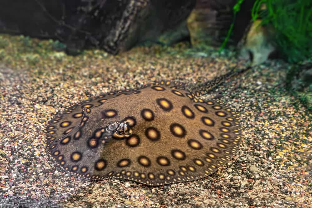 Freshwater Stingray
