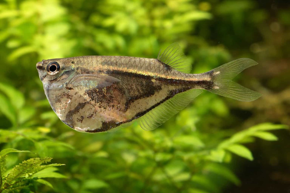 Hatchetfish