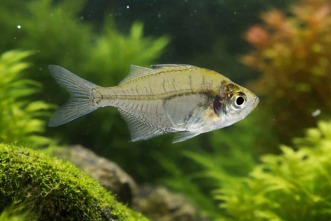 Indian Glassfish