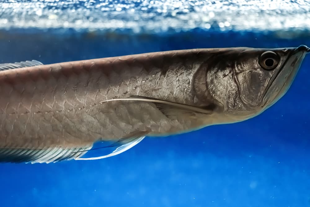 Silver Arowana