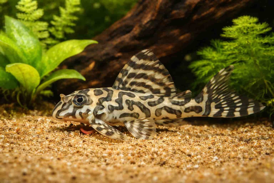King Tiger Pleco