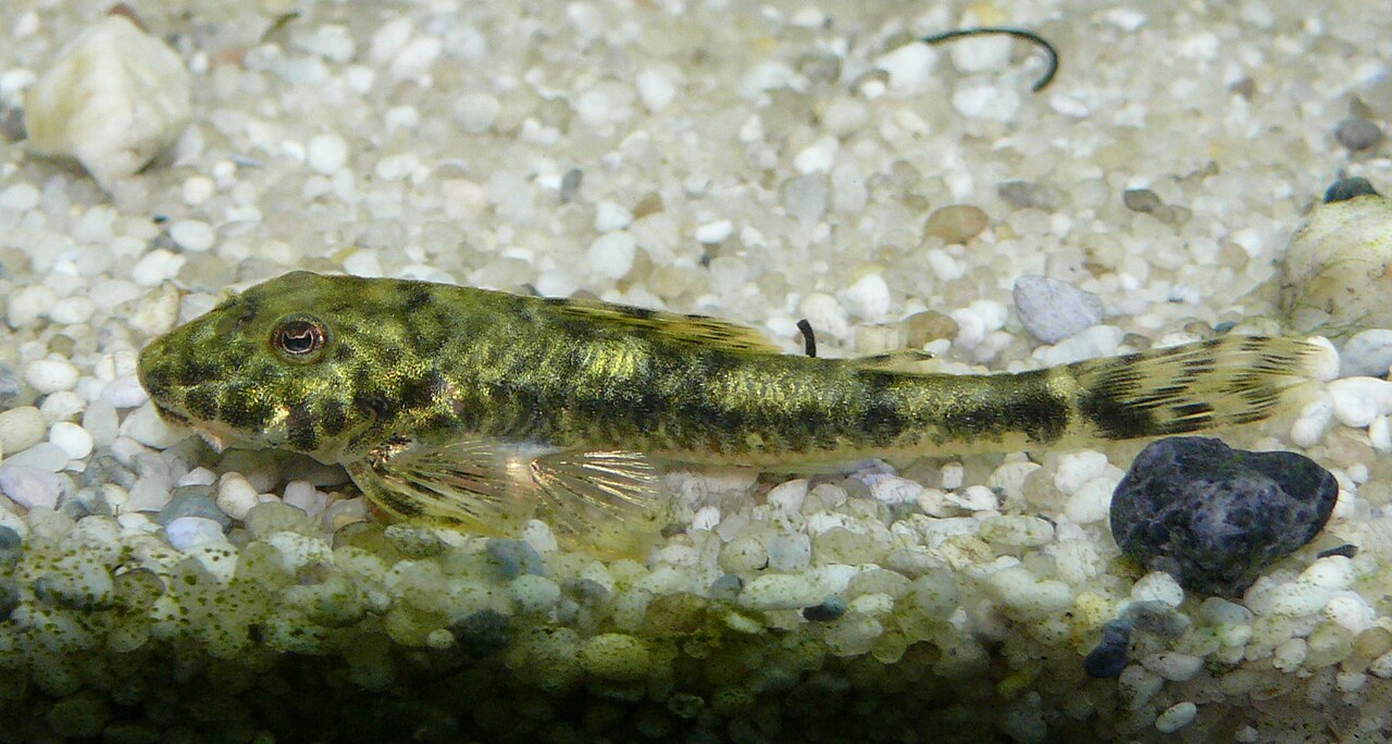 Pitbull Pleco