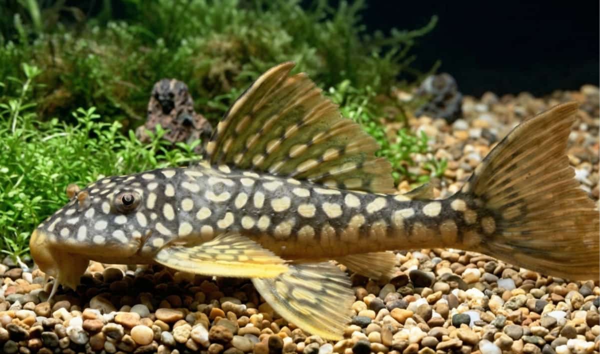 Sunshine Pleco