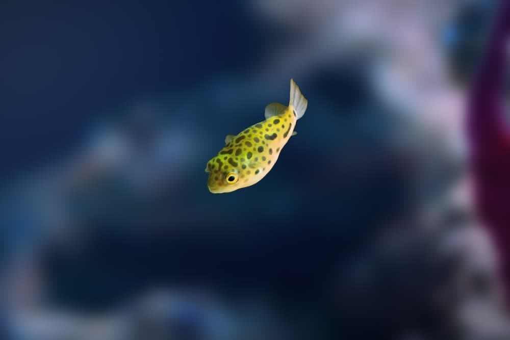 Green Spotted Puffer