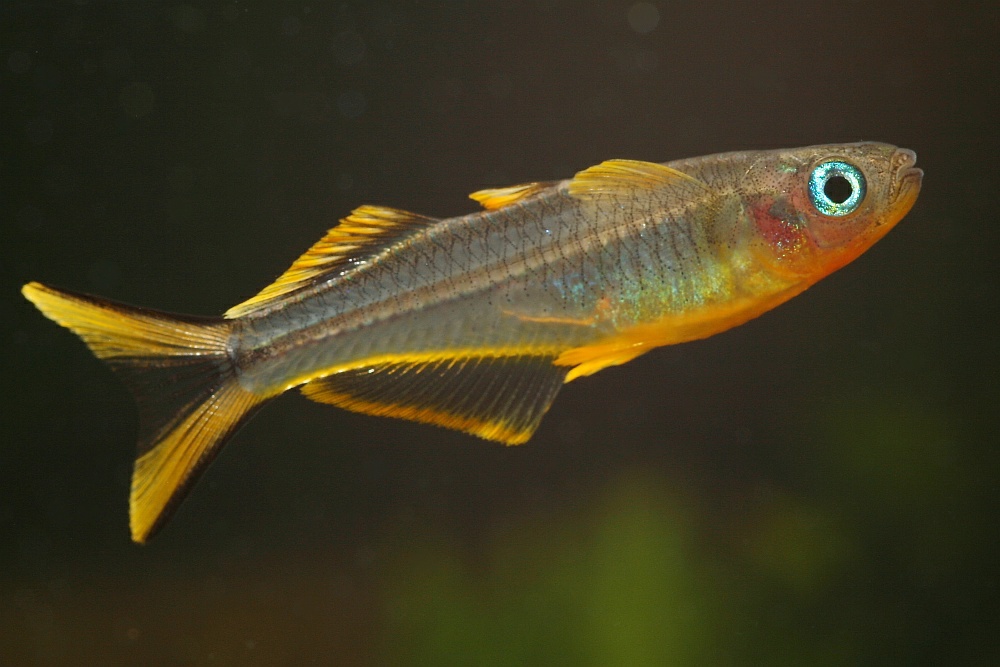 Forktail Blue Eye Rainbowfish