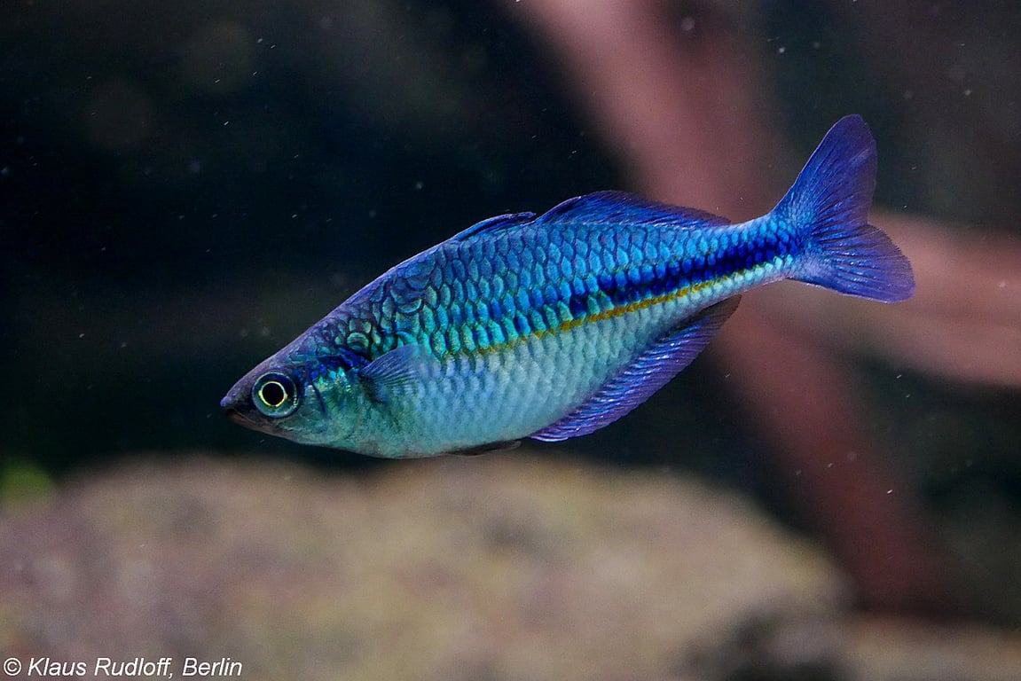 Lake Kutubu Rainbowfish