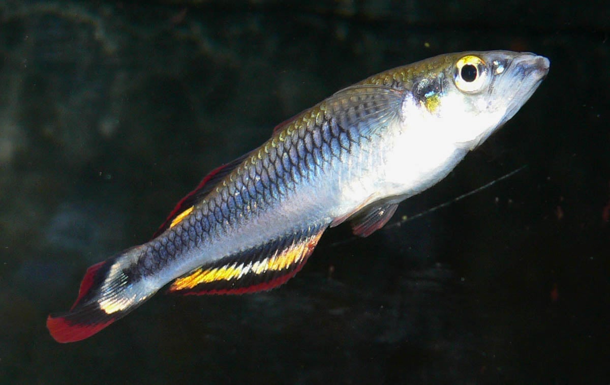 Madagascar Rainbowfish