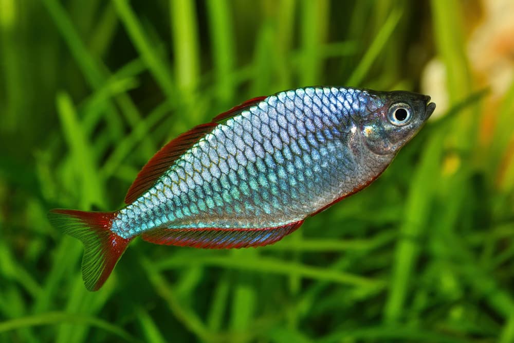 Neon Dwarf Rainbowfish