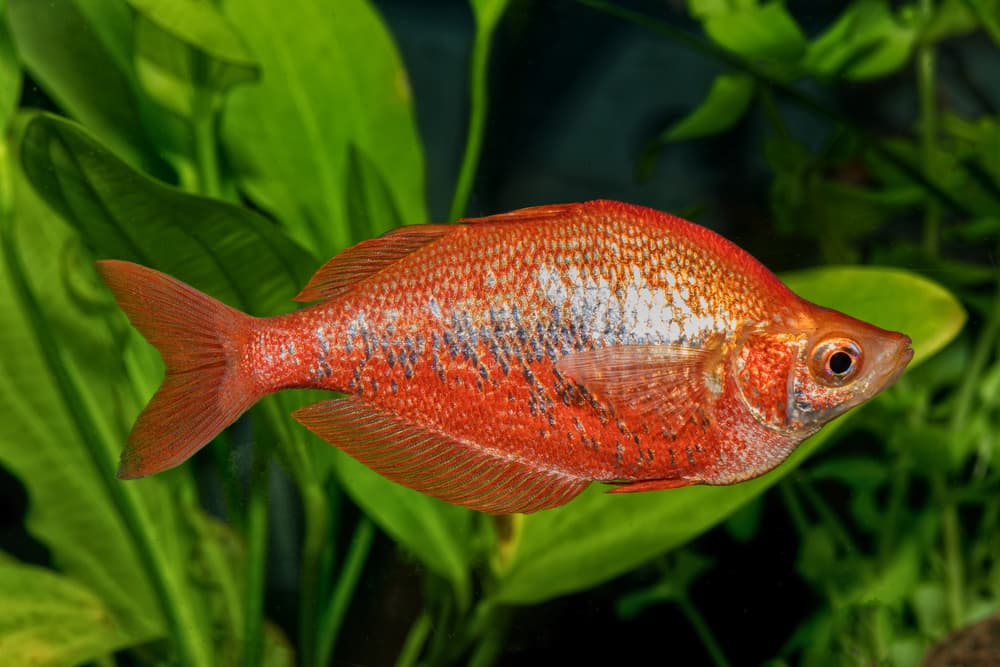 Red Rainbowfish