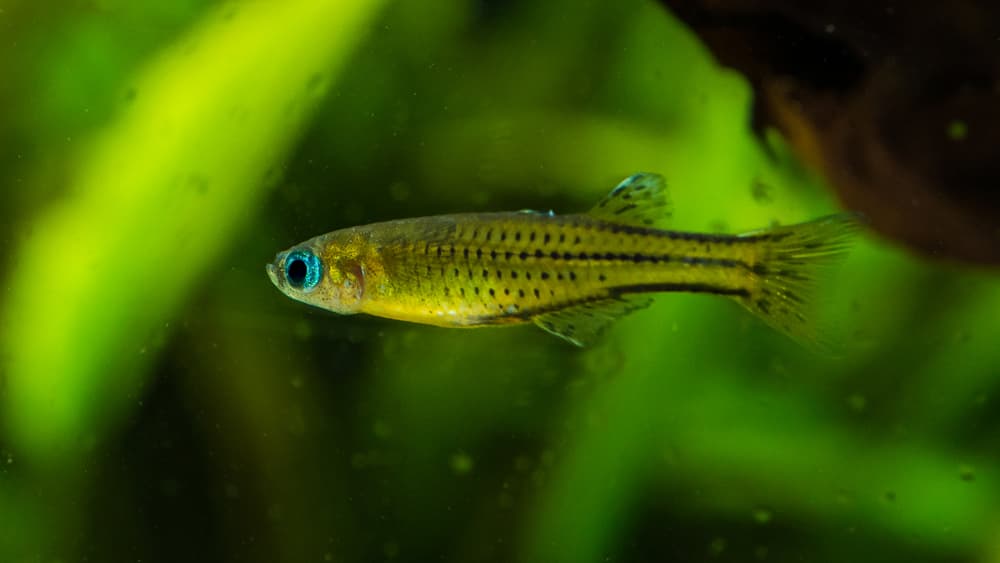 Spotted Blue Eye Rainbowfish