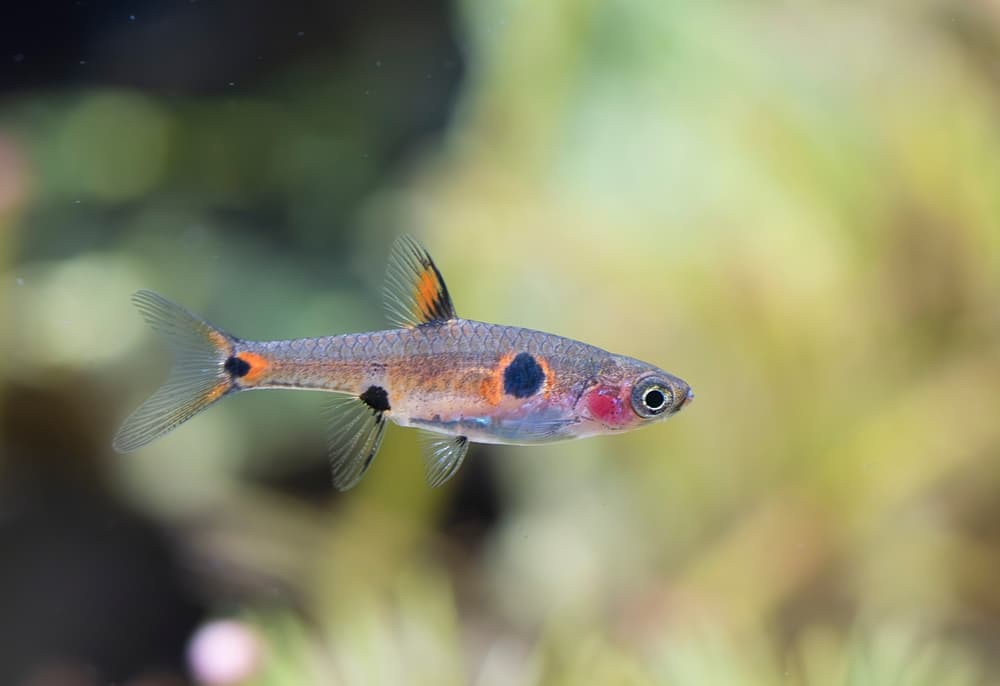 Dwarf Rasbora