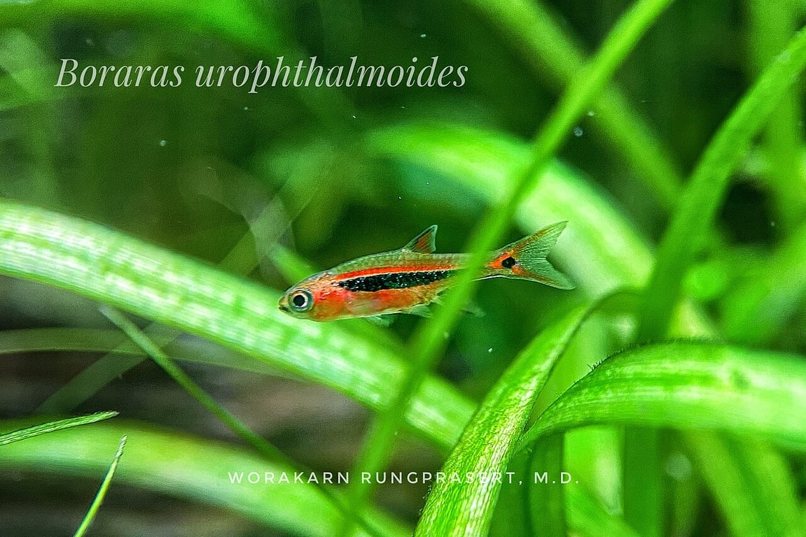 Exclamation Point Rasbora