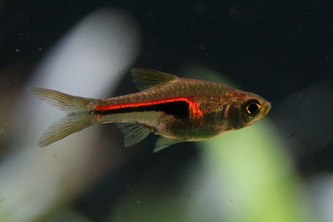 Glowlight Rasbora