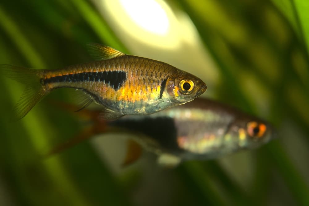 Harlequin Rasbora