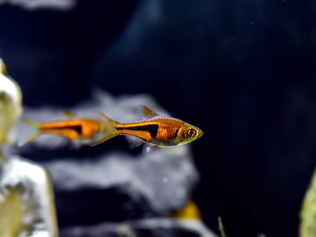 Lambchop Rasbora