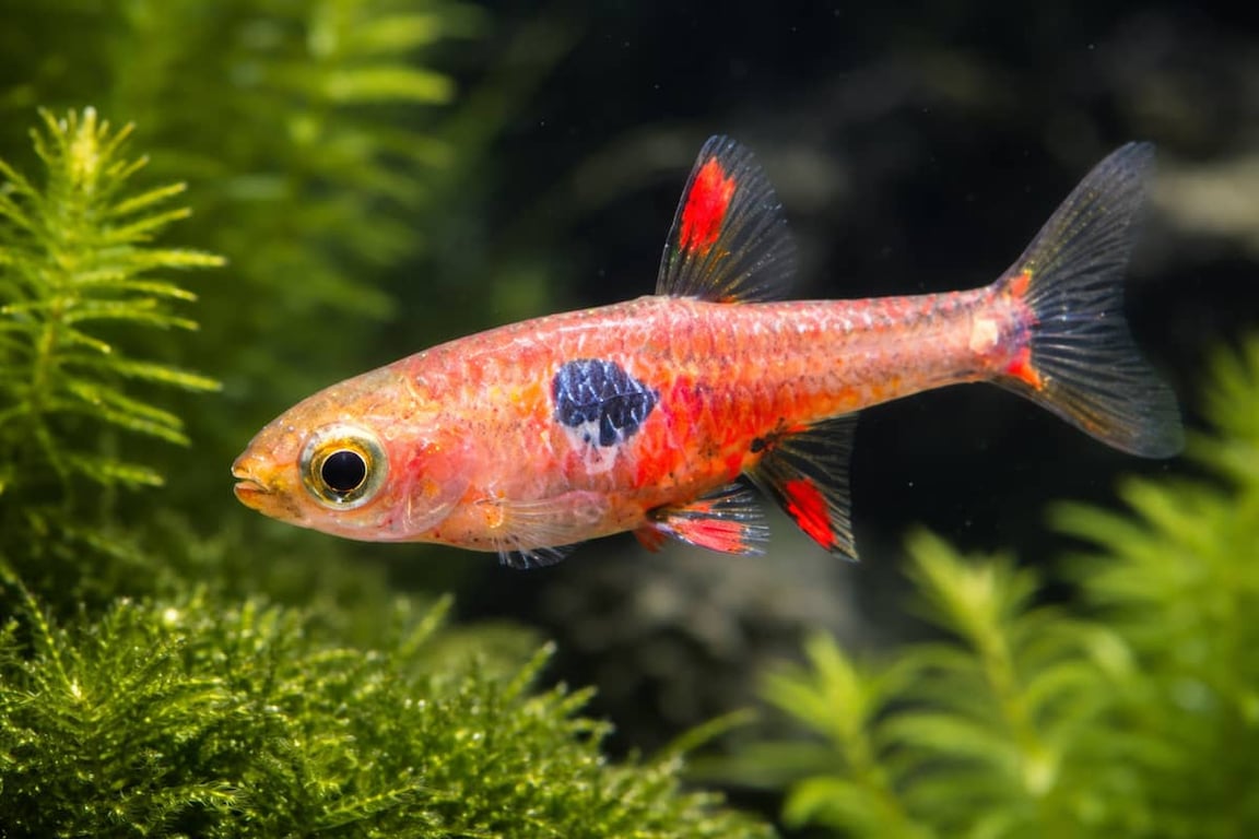 Strawberry Rasbora