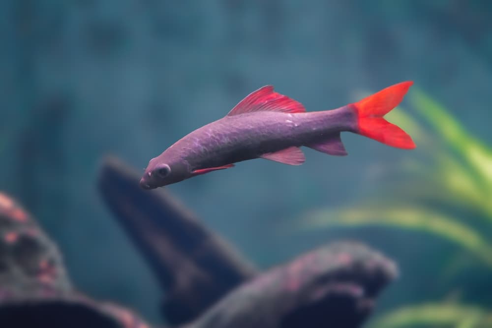 Rainbow Shark